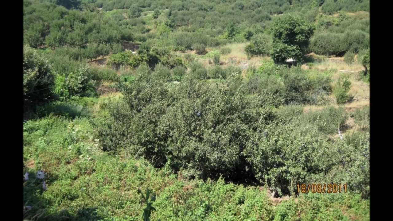 قرية رباح RabaH