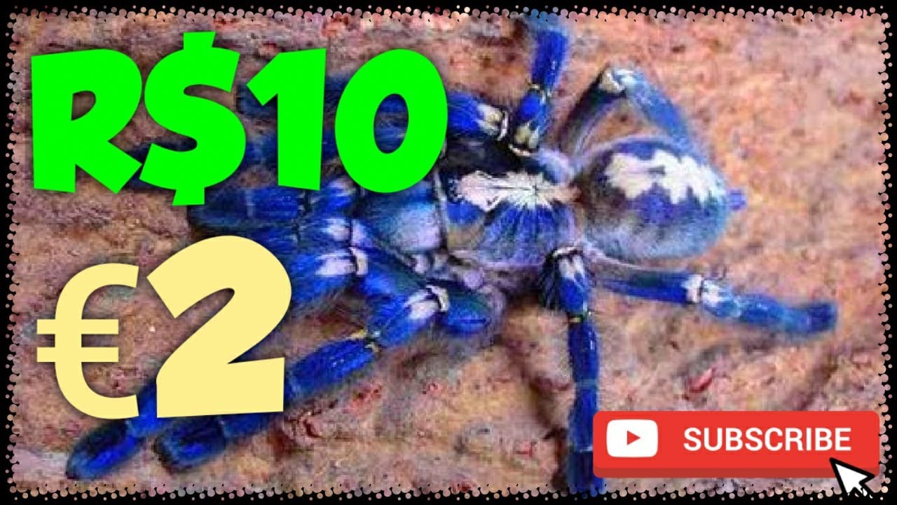 Quanto custa uma Aranha? Quanto custa uma tarantula - spiderworld.eu - Como comprar tarantula