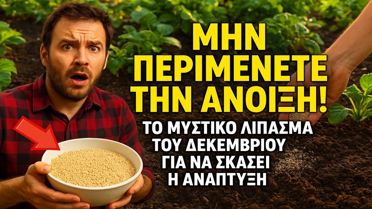 ΜΗΝ ΠΕΡΙΜΕΝΕΤΕ ΤΗΝ ΑΝΟΙΞΗ! Το μυστικό λίπασμα του Δεκεμβρίου για να 