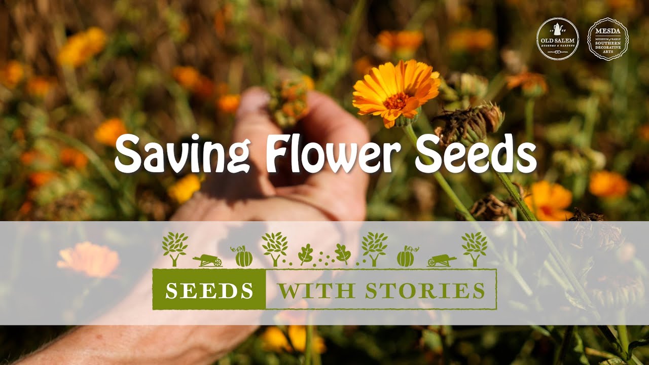 Saving Flower Seeds