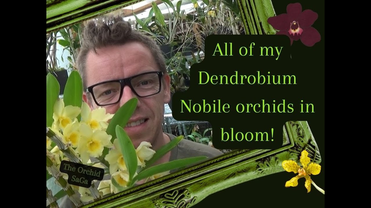 A look at all my Dendrobium Nobile Orchids in bloom!