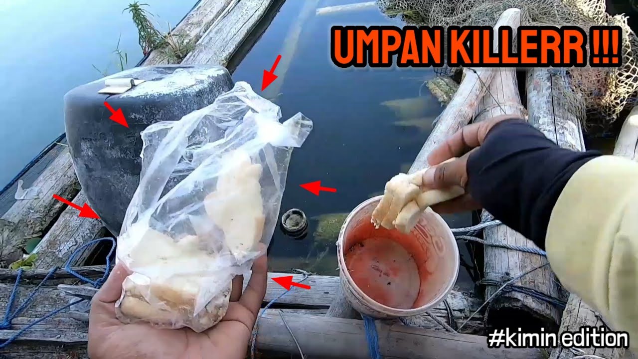 ISENG NYOBAIN UMPAN INI AMPUH BANGET TERNYATA ‼️ mancing ikan red devil NAHOL MANIA