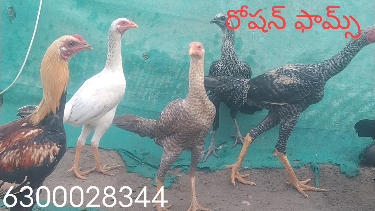 6300028344. ఐదు నెల వయసు గల ఆరు పిల్లల బ్యాచ్
