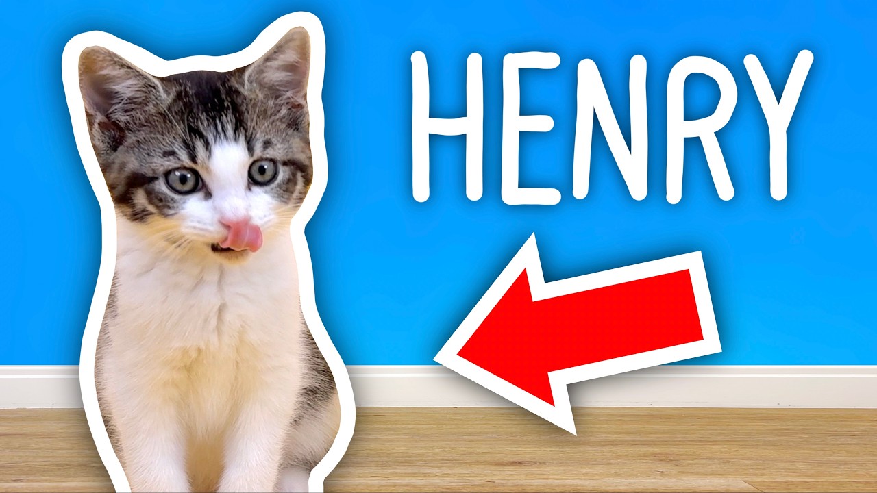 I Got A KITTEN!