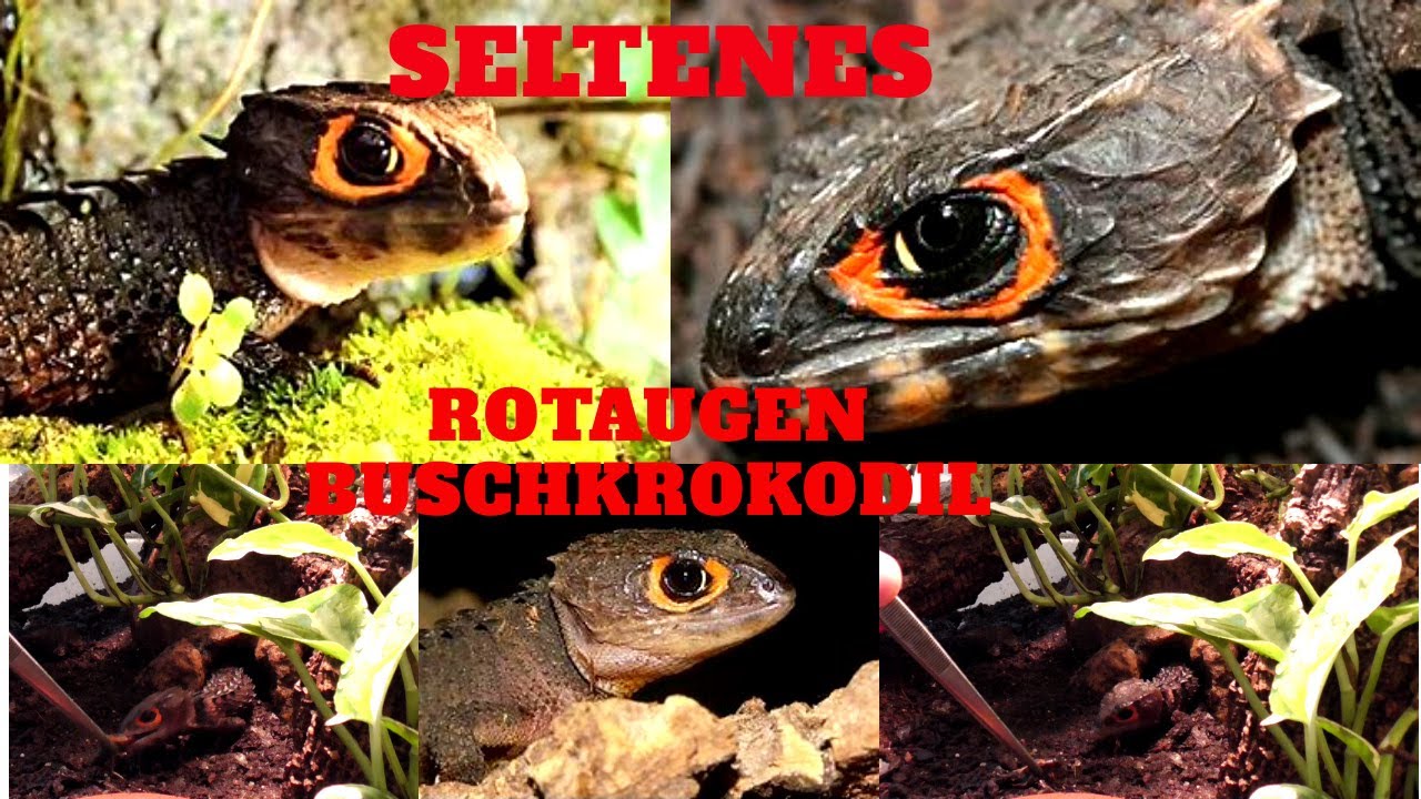 SELTENE ECHSE / ROTAUGEN BUSCHKROKODIL / Tribolonotus Gracilis / RED EYE CROCODILE SKINK