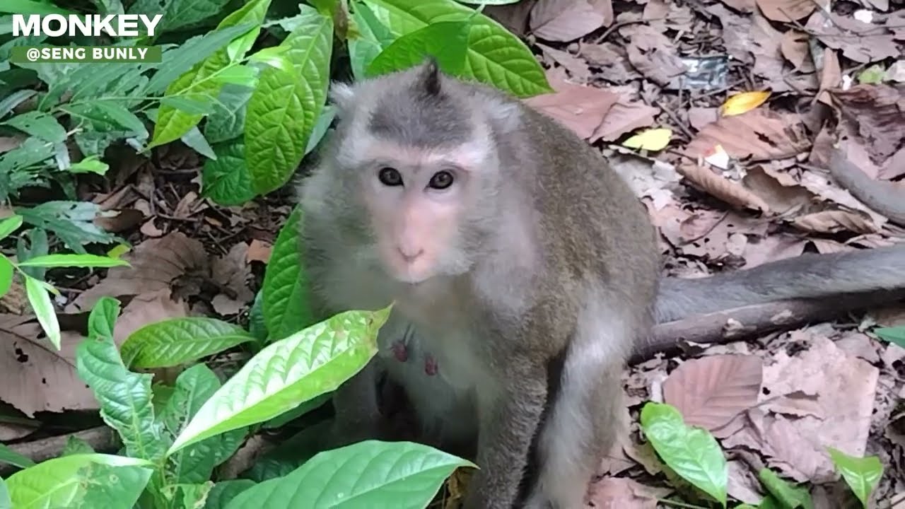 NEWBORN BABY MONKEY | MOMMY HOLDING THE BABY ON BOTH HANDS,TAKES CARE HER BABY PROPERLY