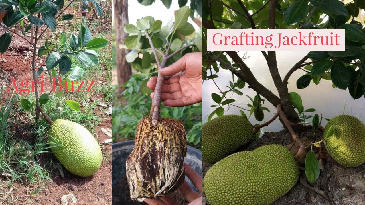 Jackfruit Grafting Technique by Attaching Rootstock