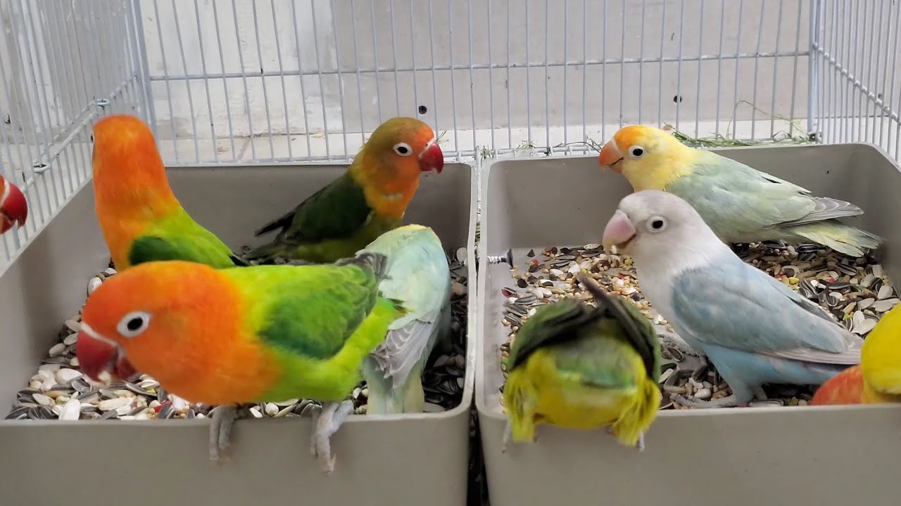 Lovebird Agapornis sounds chirping