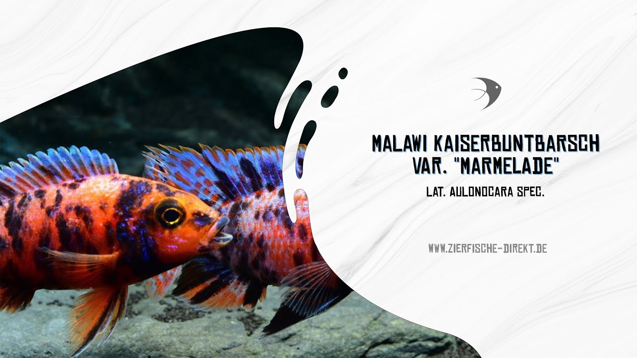 Malawi Kaiserbuntbarsch var. 