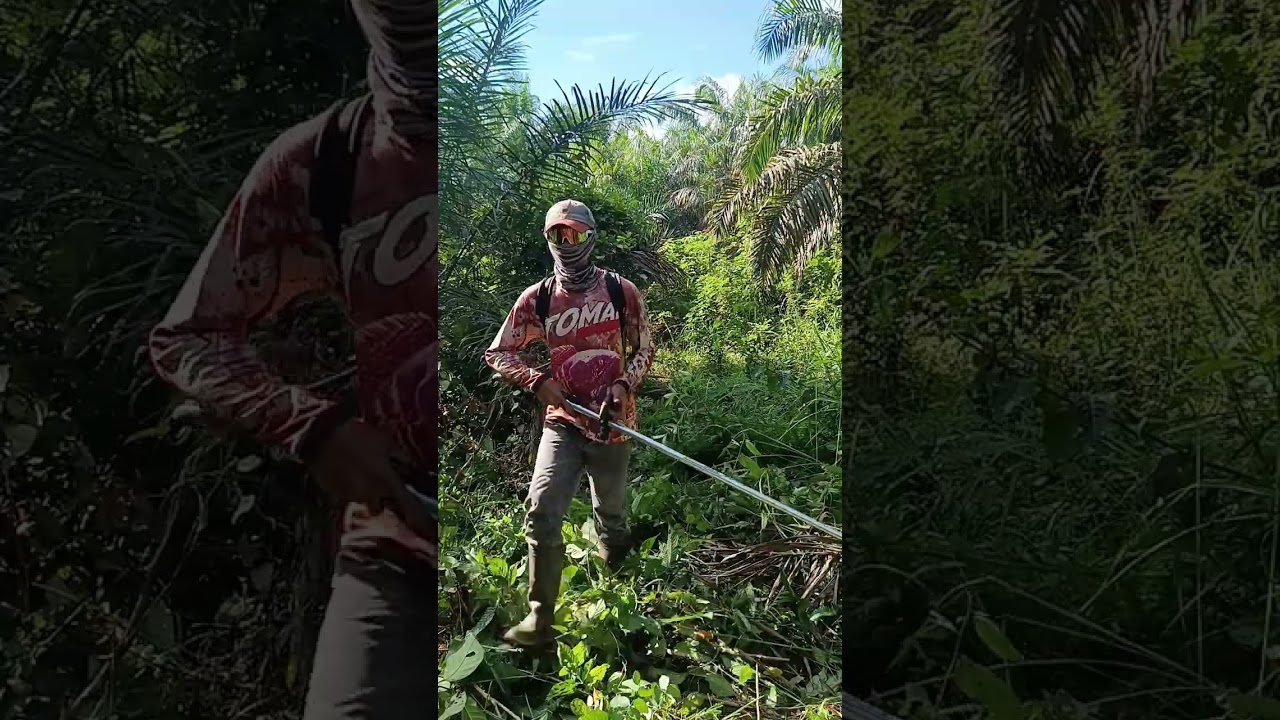 Babat rumput mengunakan mata pisao serkel #babarumput#kebunsawit#mesinrumput#fyp 