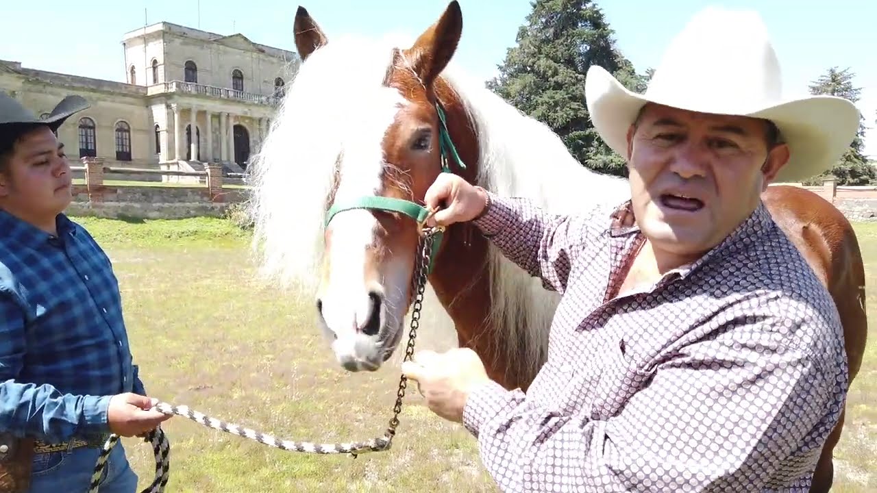 Caballo Haflinger - Hacienda San Pedro Tejalpa, Estado de México