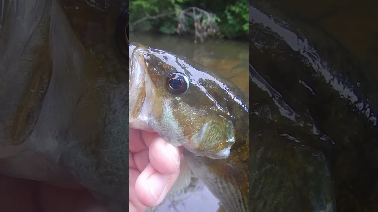 Biggest Coosa Bass of the Day! | Spinnerbait vs Plastic Worm Success in Alabama