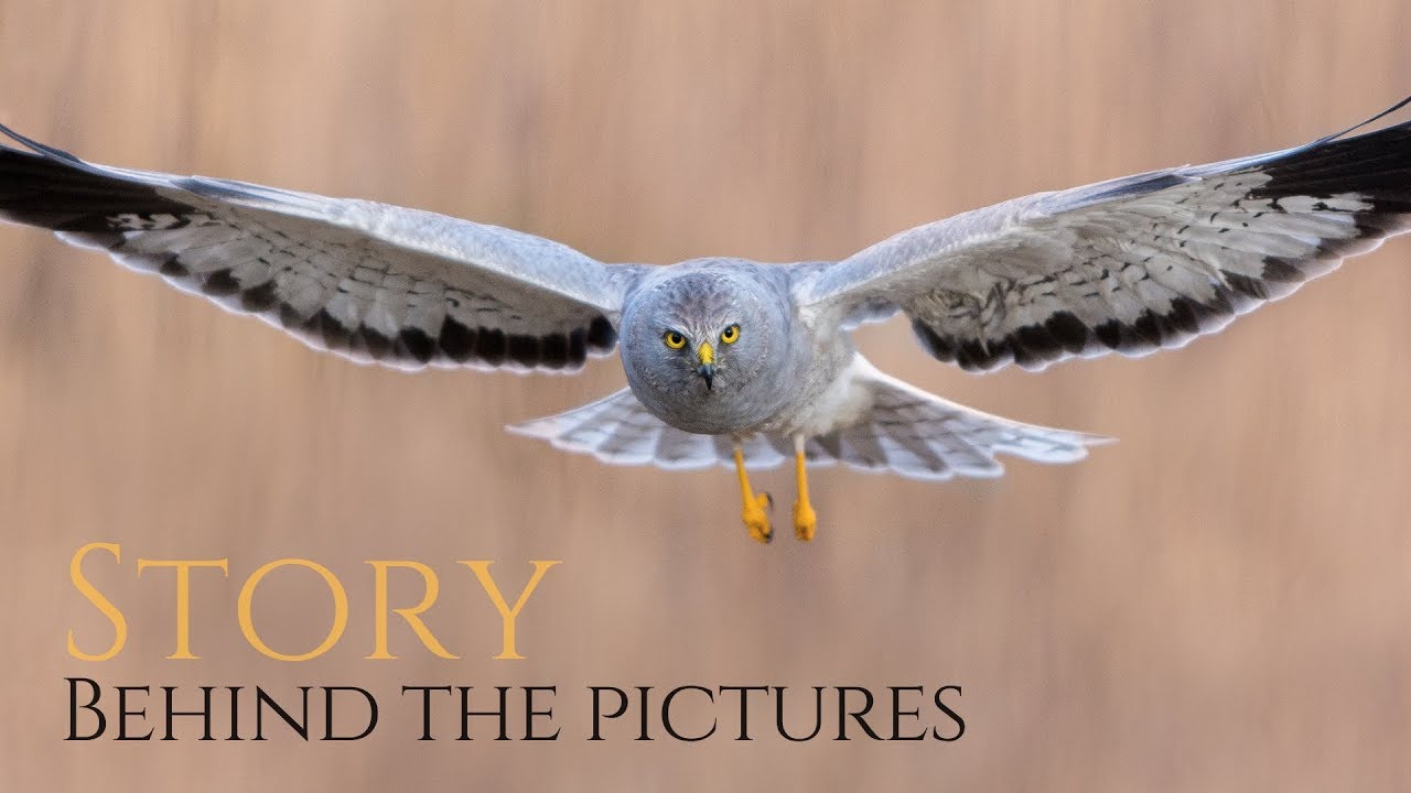 The story behind my greatest moment photographing BIRDS OF PREY - hen harrier