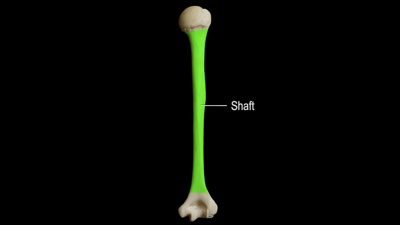 Posterior Humerus Simplified: Quick Drawn Anatomy Review