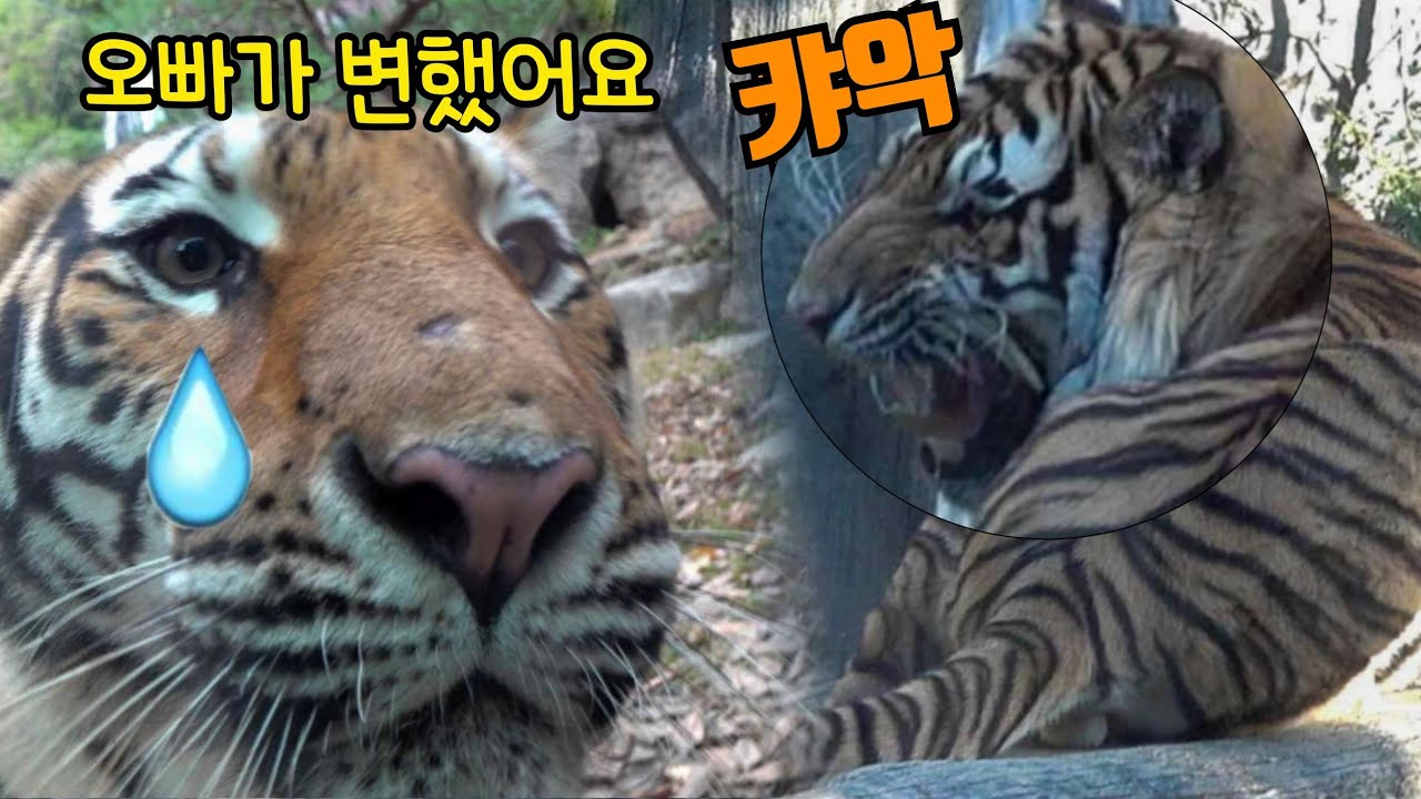 【에버랜드 범궁호랑이】서열의 재정립🐯 변화가 보이는 남매의 관계(결말 감동주의) Famous Tiger Family in Korea, cat tiger