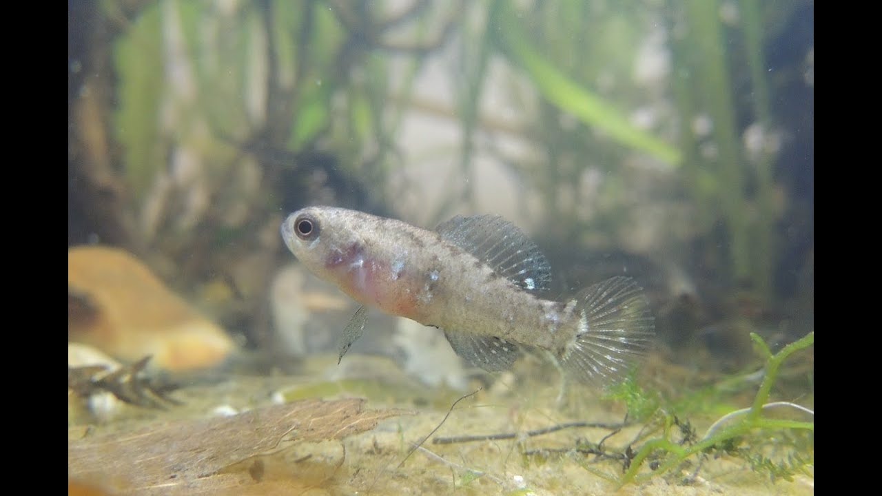 Je démarre un Lowtech à la Méthode CRADE! Partie 4: Résultat final!!! Evolution et Elassoma.
