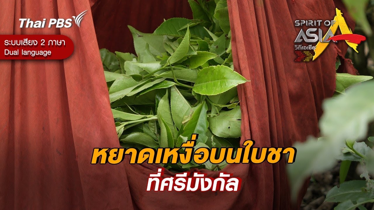หยาดเหงื่อบนใบชาที่ศรีมังกัล | Spirit of Asia [Dual Language]