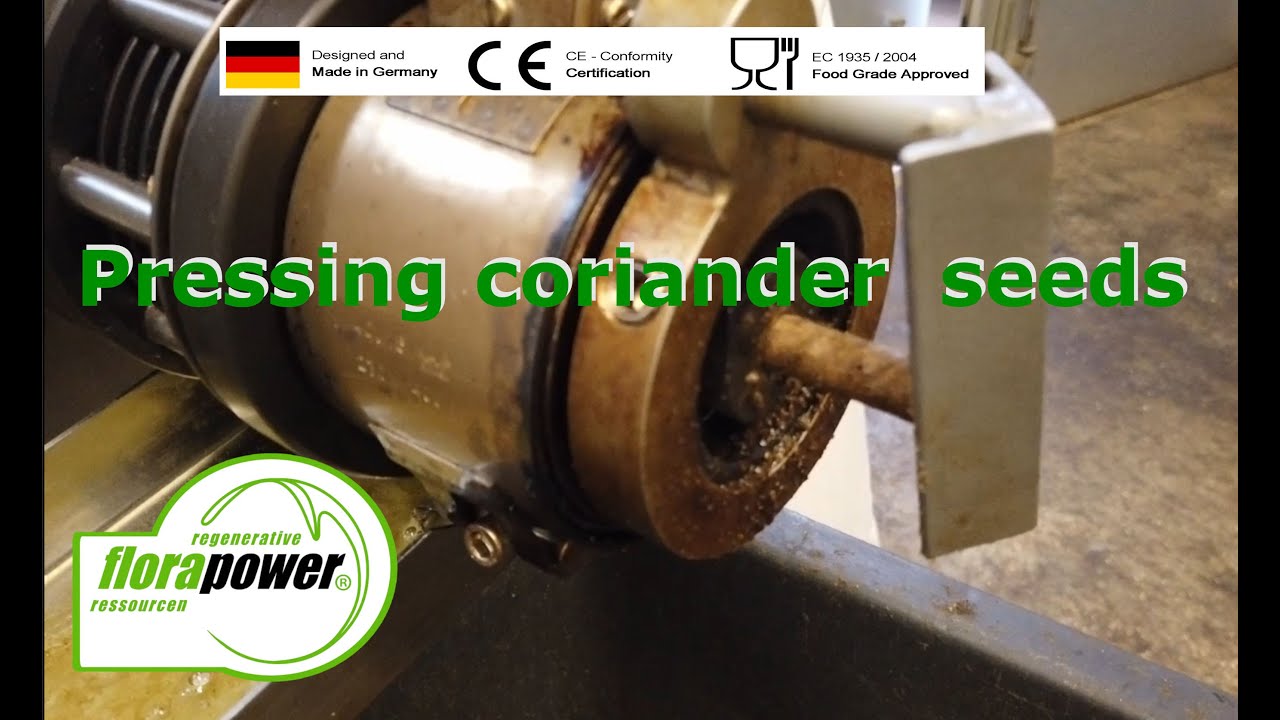 Koriandersaat Ölpresse, Kaltpressung von Korianderöl mit AF - Schneckenpresse powered by Florapower