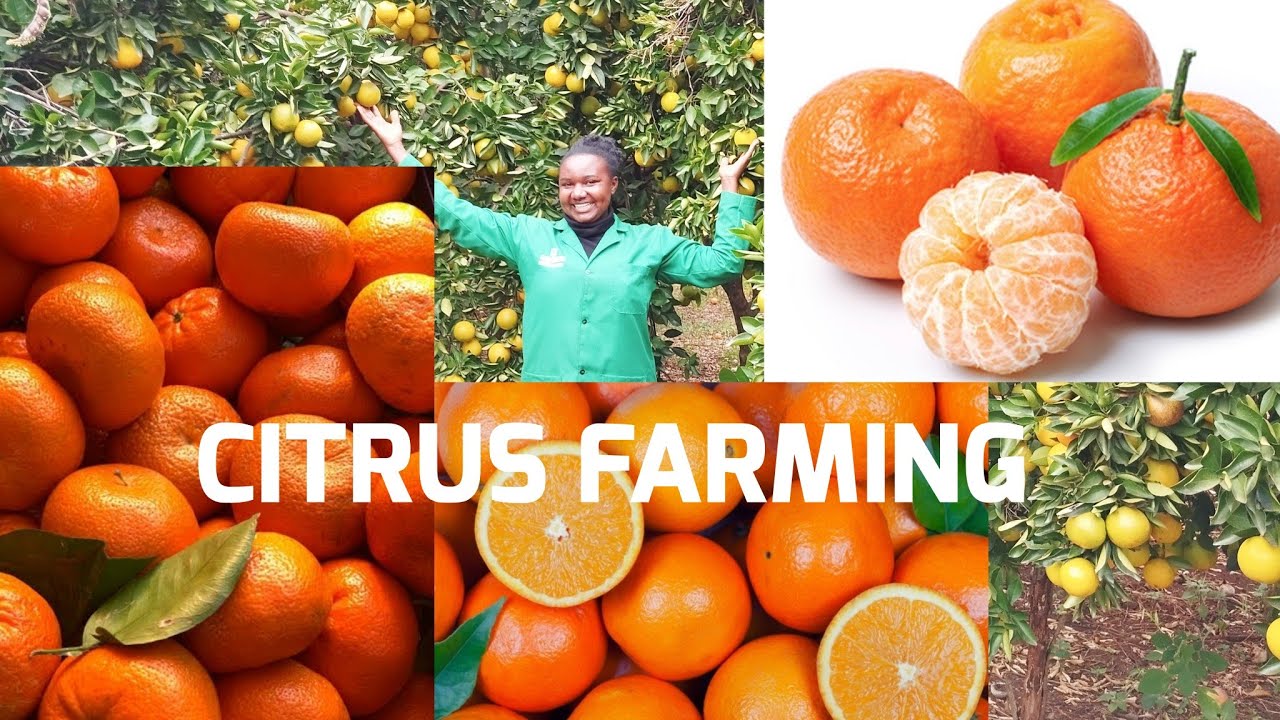 Citrus farming (oranges & tangerines) how fruit farming can make you rich