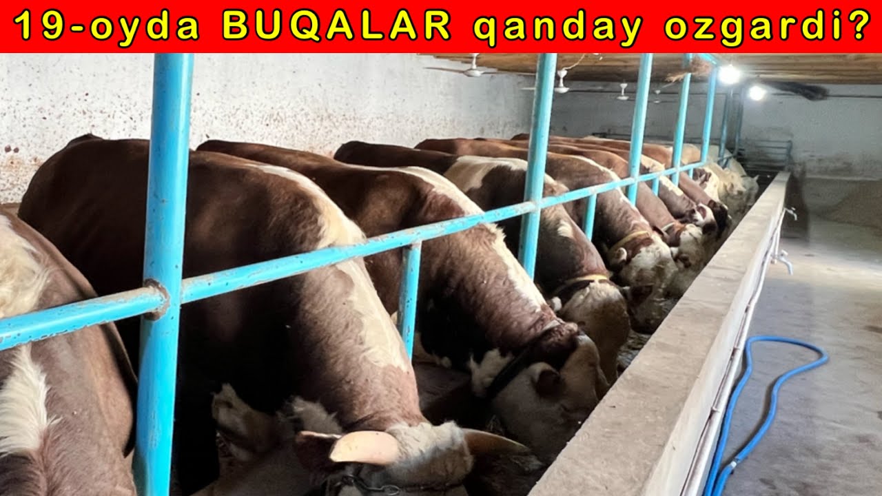 SIZ KUTGAN 14-ta BUQALAR TAYYOR BOLDI 👍 ☎️91-131-75-55