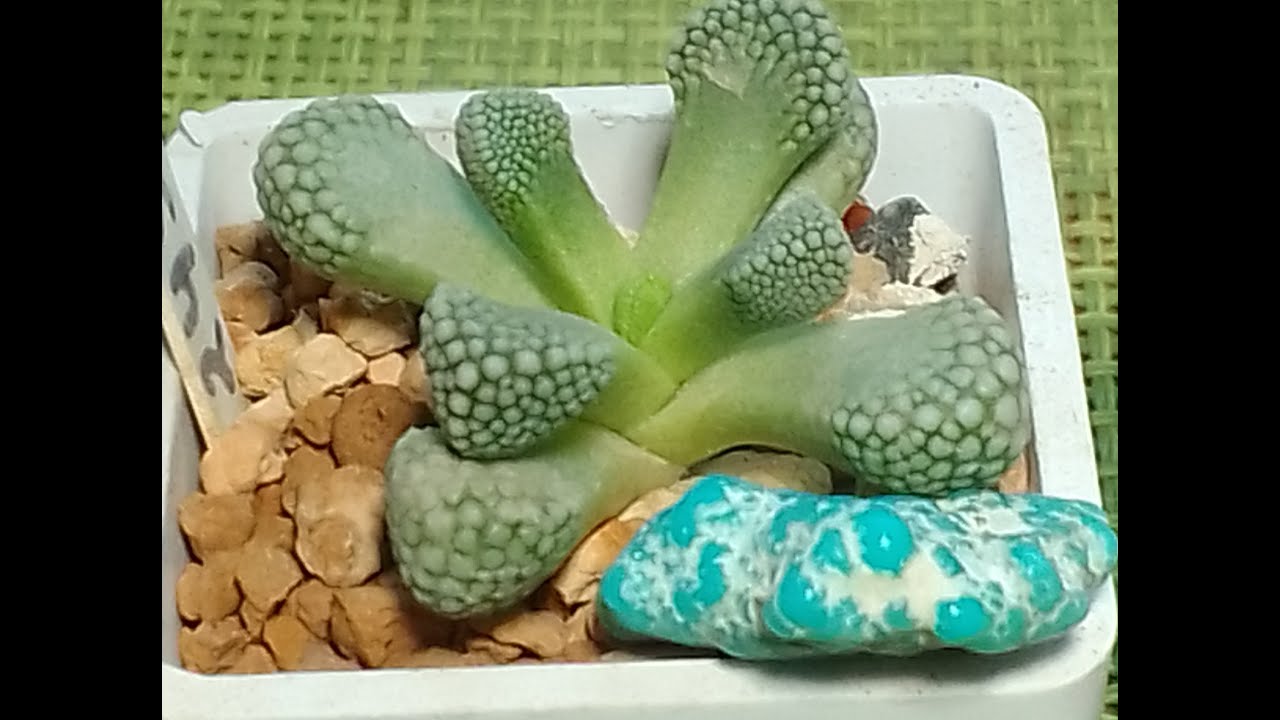 Титанопсисы. Titanopsis.