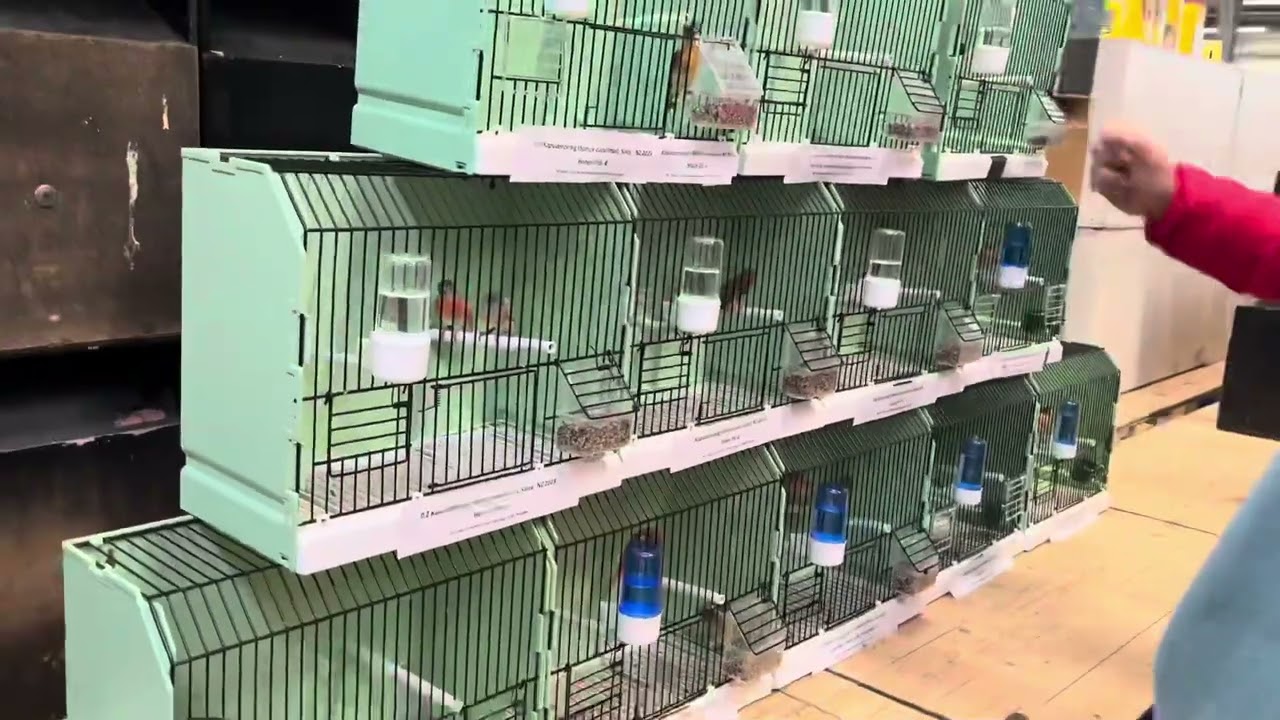 Vogel Börse 🕊 Lingen 2024 Bird Market 🇩🇪 Germany