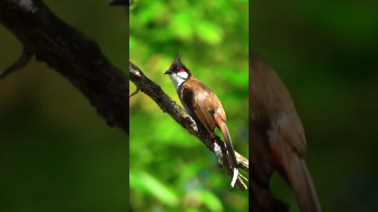 Bulbul Bird at Branch💚 #short #bulbul