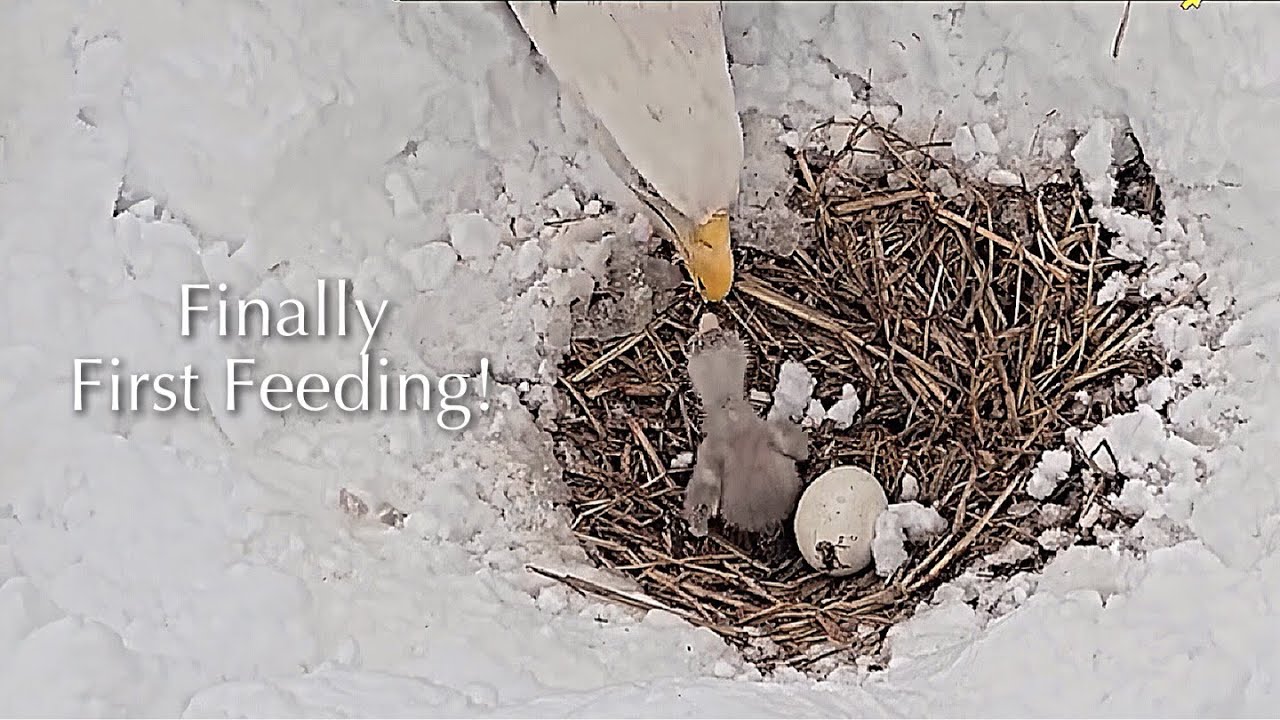 #14🦅🐥1&deg;🥚(💔🥚)／Duke  Farms  Eagle Nest 2026／Duke Mom💗Duke Dad／by Duke  Farms