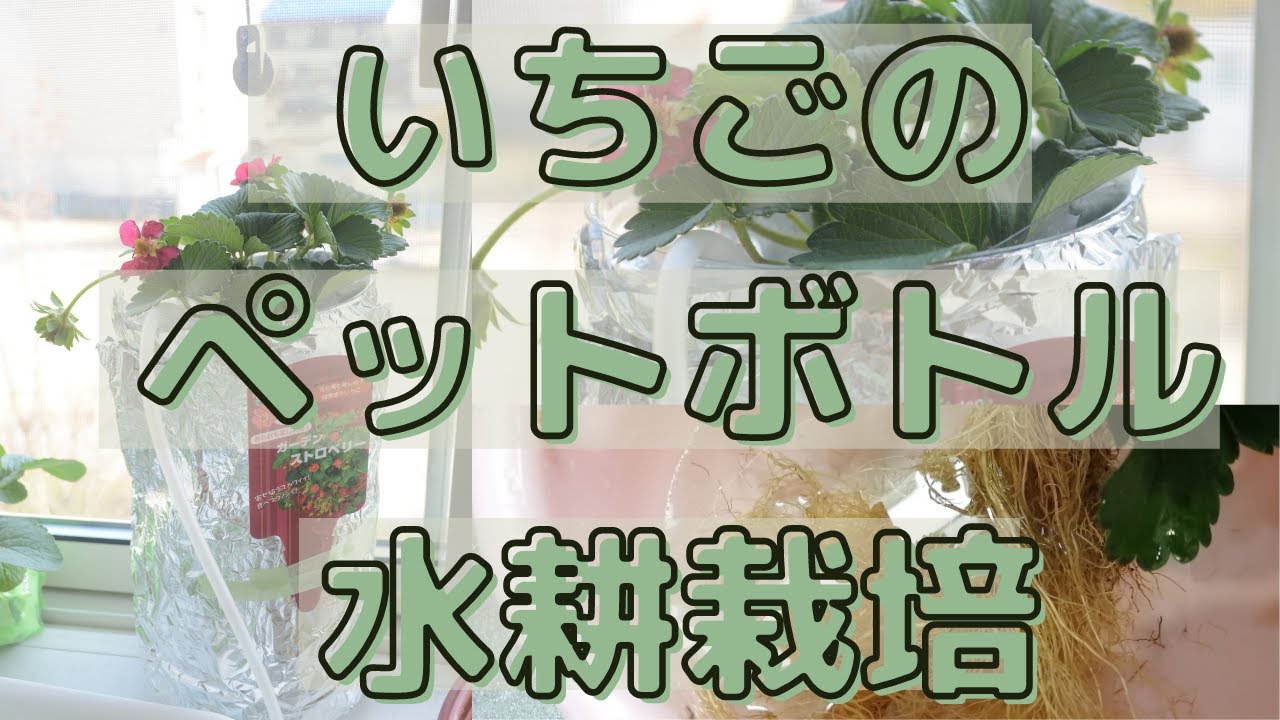 いちごの縦型ペットボトル水耕栽培