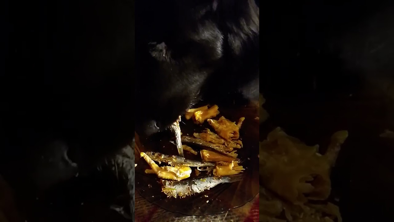 🌹💐✨Wizard Opal Best Bestie Brave Dog is eating snacks🌹✨