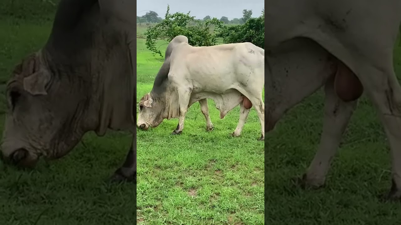 How to Start a Profitable Animal Farm in Ghana (Step-by-Step Guide)