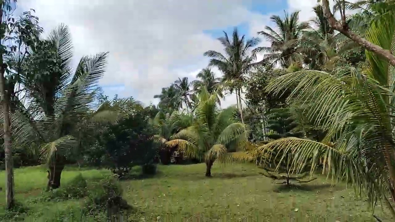 FARM LOT FOR SALE IN LILIW LAGUNA.. CLEAN TITLE‼️ & UPDATED TAX DECLARATION☺ ALL DOCUMENT ARE READY🙏