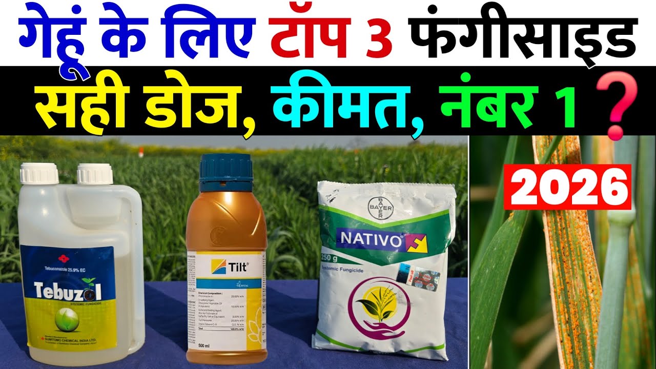 गेहूं के लिए टॉप 3 फंगीसाइड | सही डोज और कीमत सहित पूरी जानकारी | Best Fungicide for Wheat 🌾👌