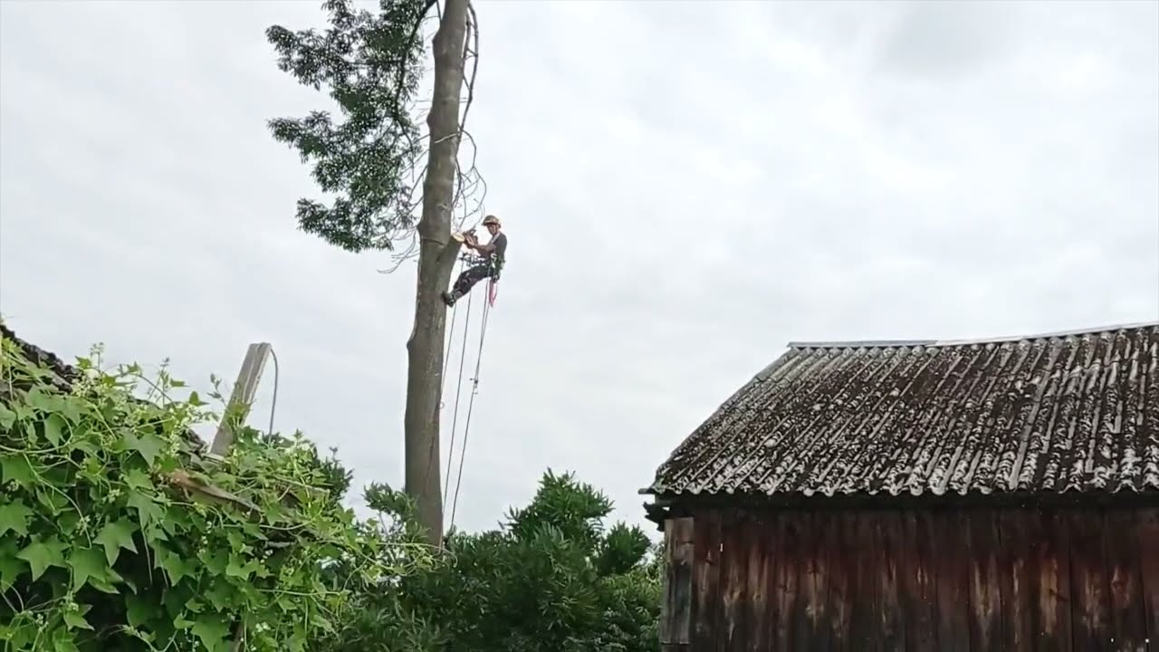 Świdry ścinka drzewa