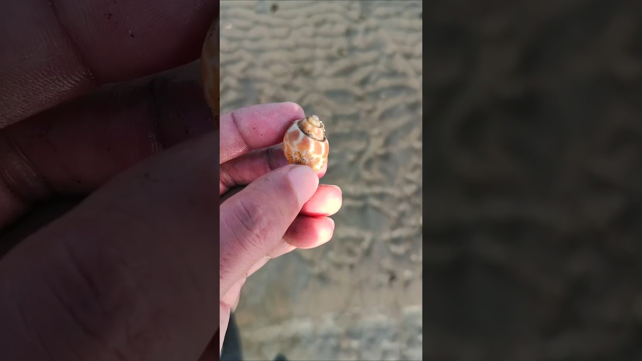 Seashell at the beach 