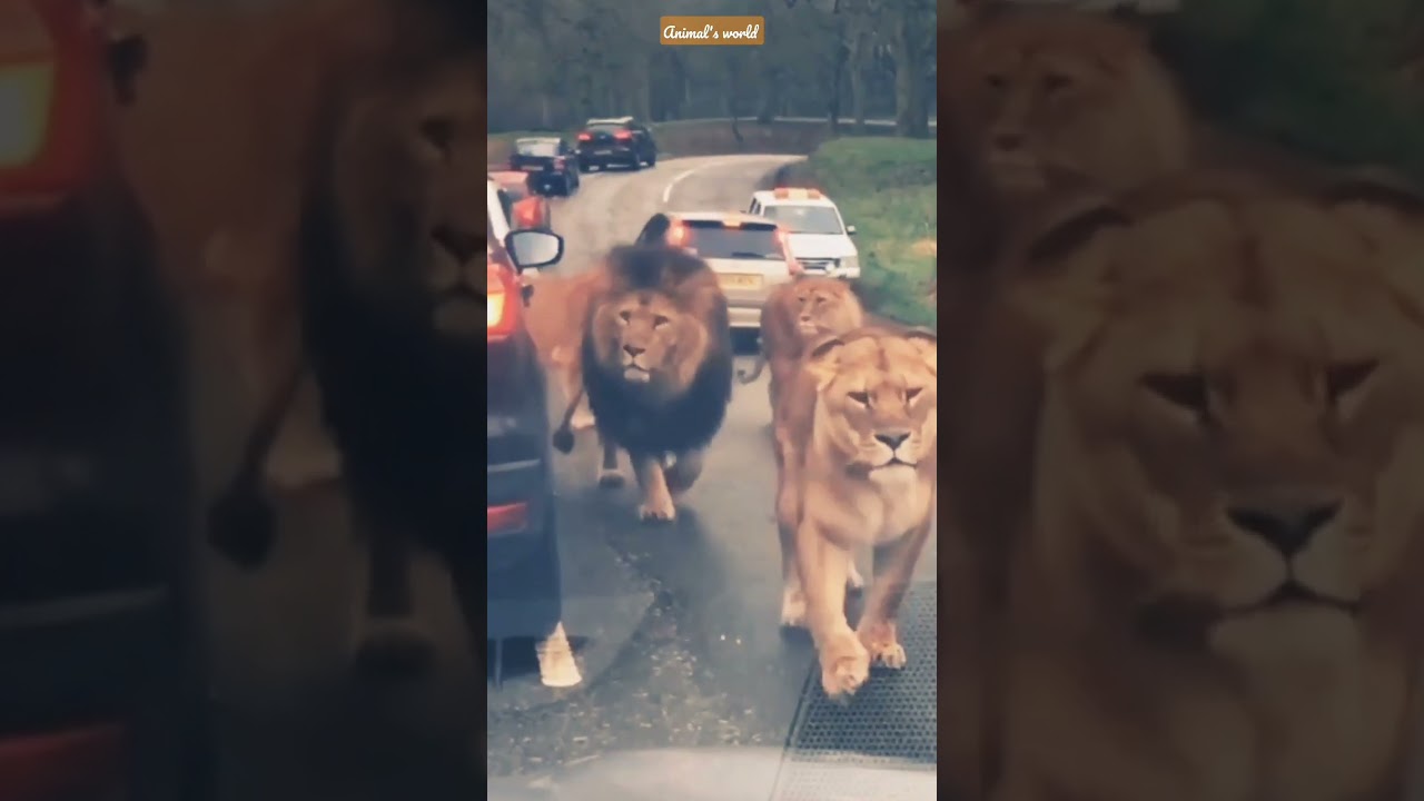 Lion's prestige🦁