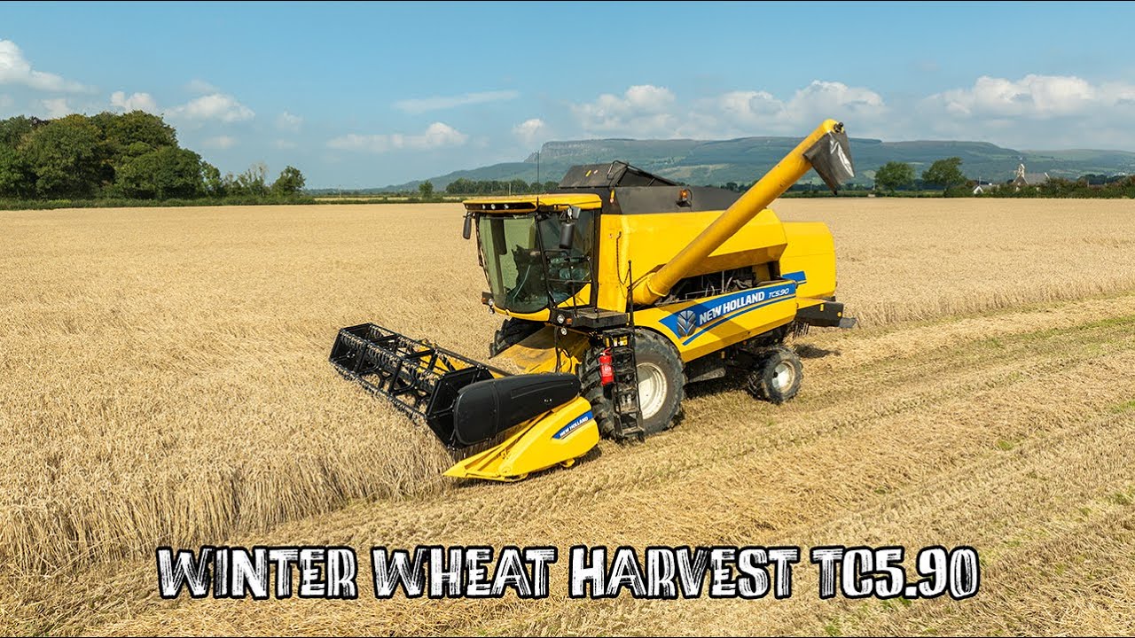 Winter Wheat Harvest from Oatland Farms!