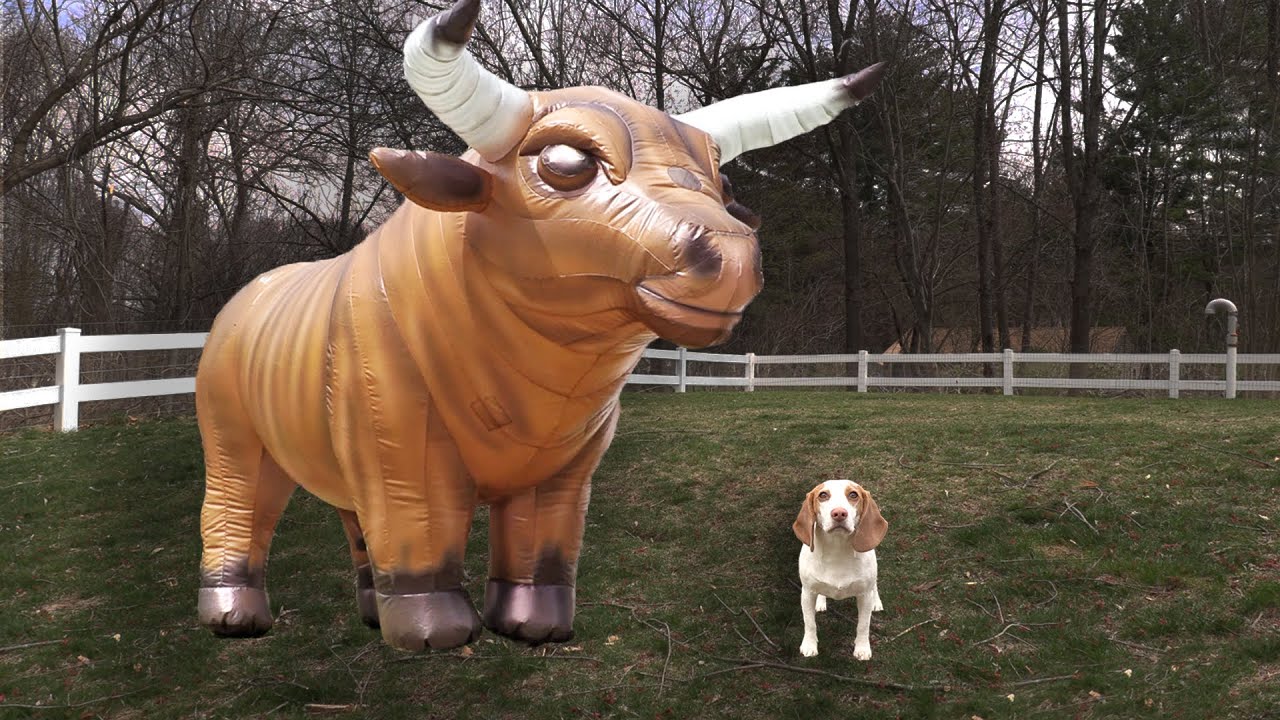 Puppy vs Giant Bull Prank: Cute Puppy Indie Battles Various Bulls!