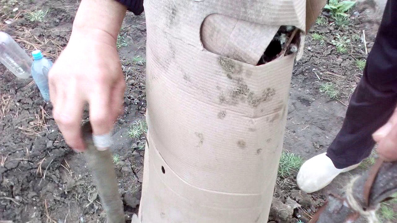 Укрытие ХУРМЫ на зиму, результат