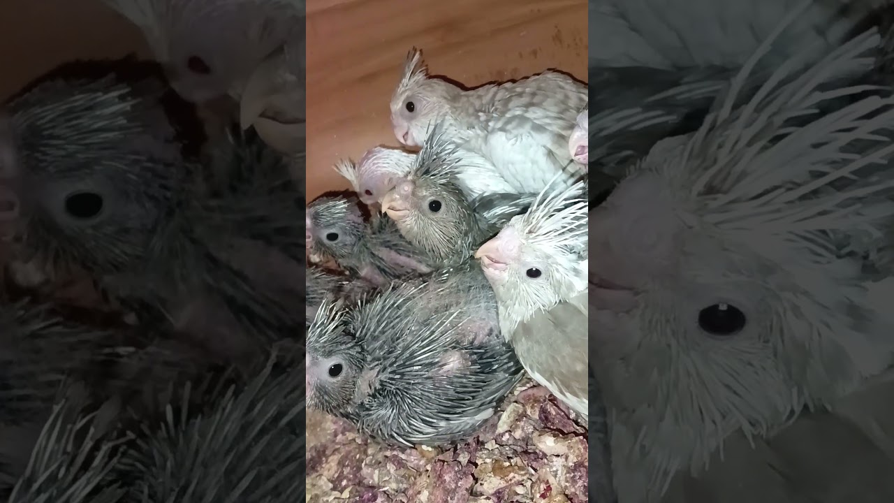 cocktail Colony breed unexpected progress 9 chicks hatched...