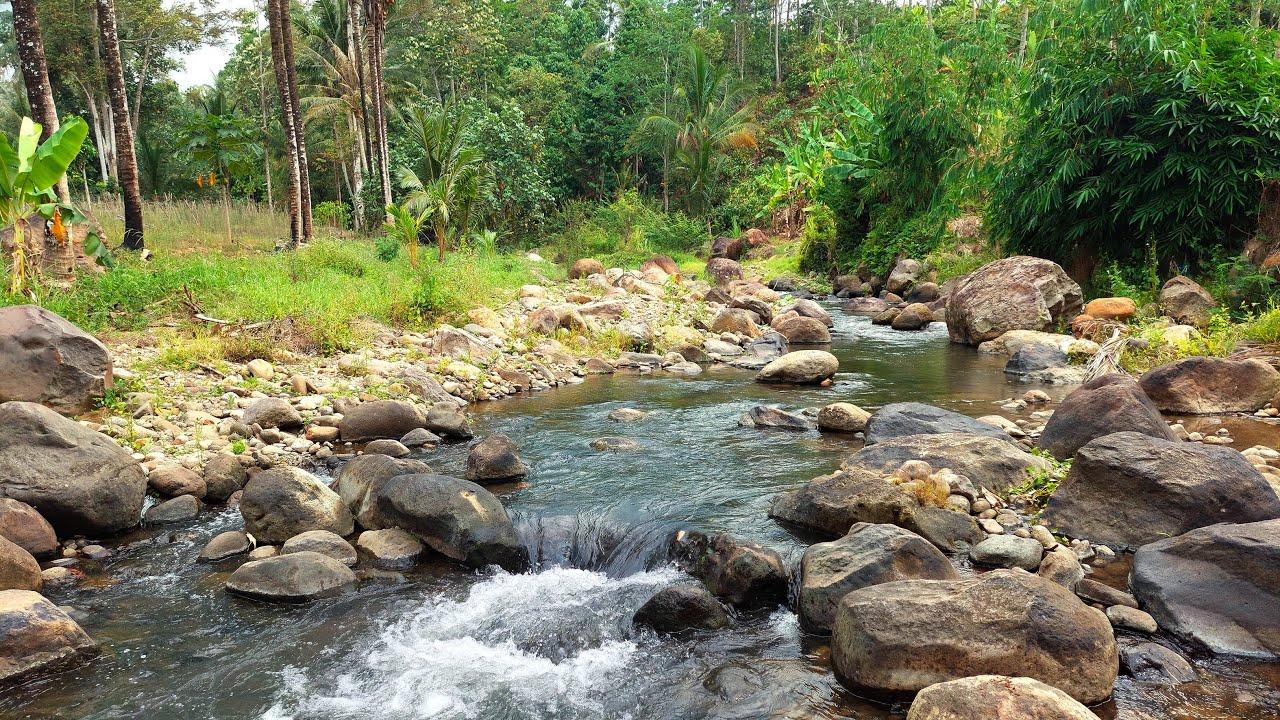 Relaxing River Flow in a Quiet Forest Surrounded by Rocks and Peaceful Nature