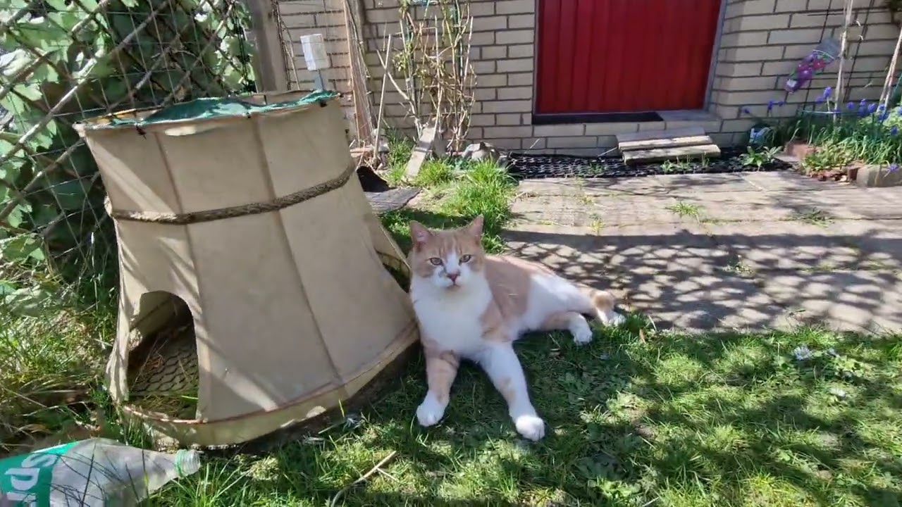 Katzengehege, gesicherter Freigang