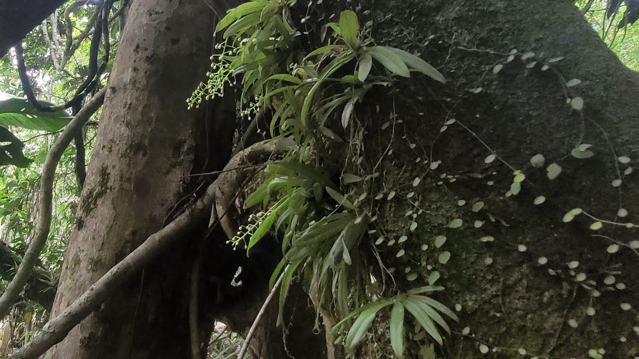 É nas cachoeiras de minas gerais que estão as orquídeas mais rara do mundo