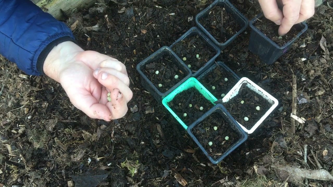 82 - Semis du petit pois en godet