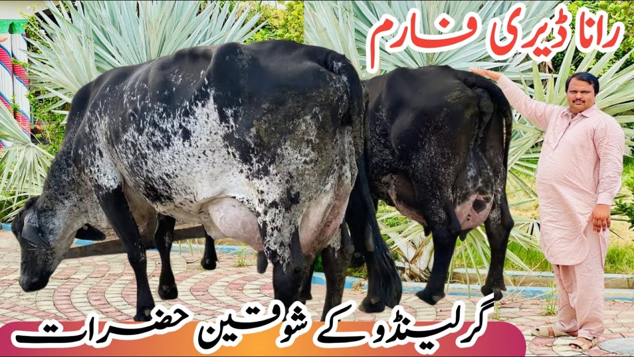 Rana Dairy Farm | Gerlando Cows | American cows and Australian cows | Jani Best