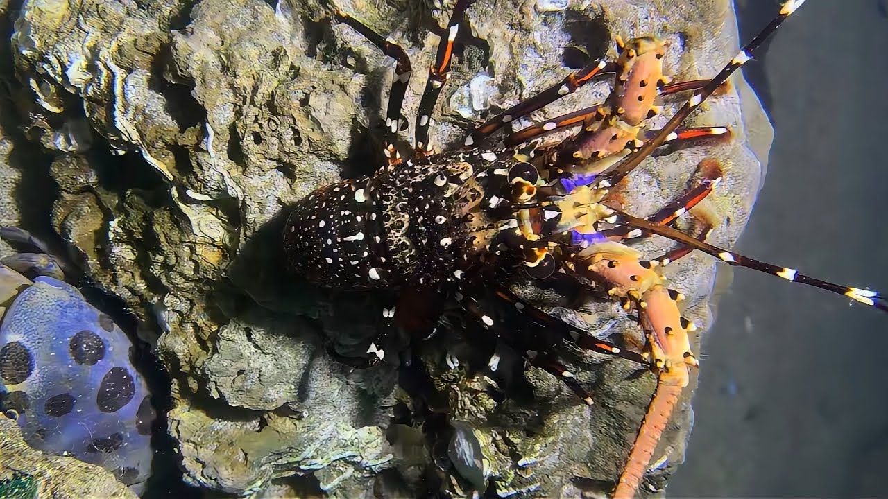 Diving to catch seafood, look how many I caught!！QU095 #diving #fishing #lobster