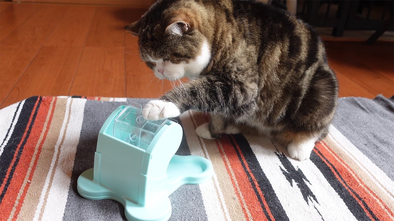 知育トイチャレンジなねこ。-Educational Toy Challenge and Cats.-