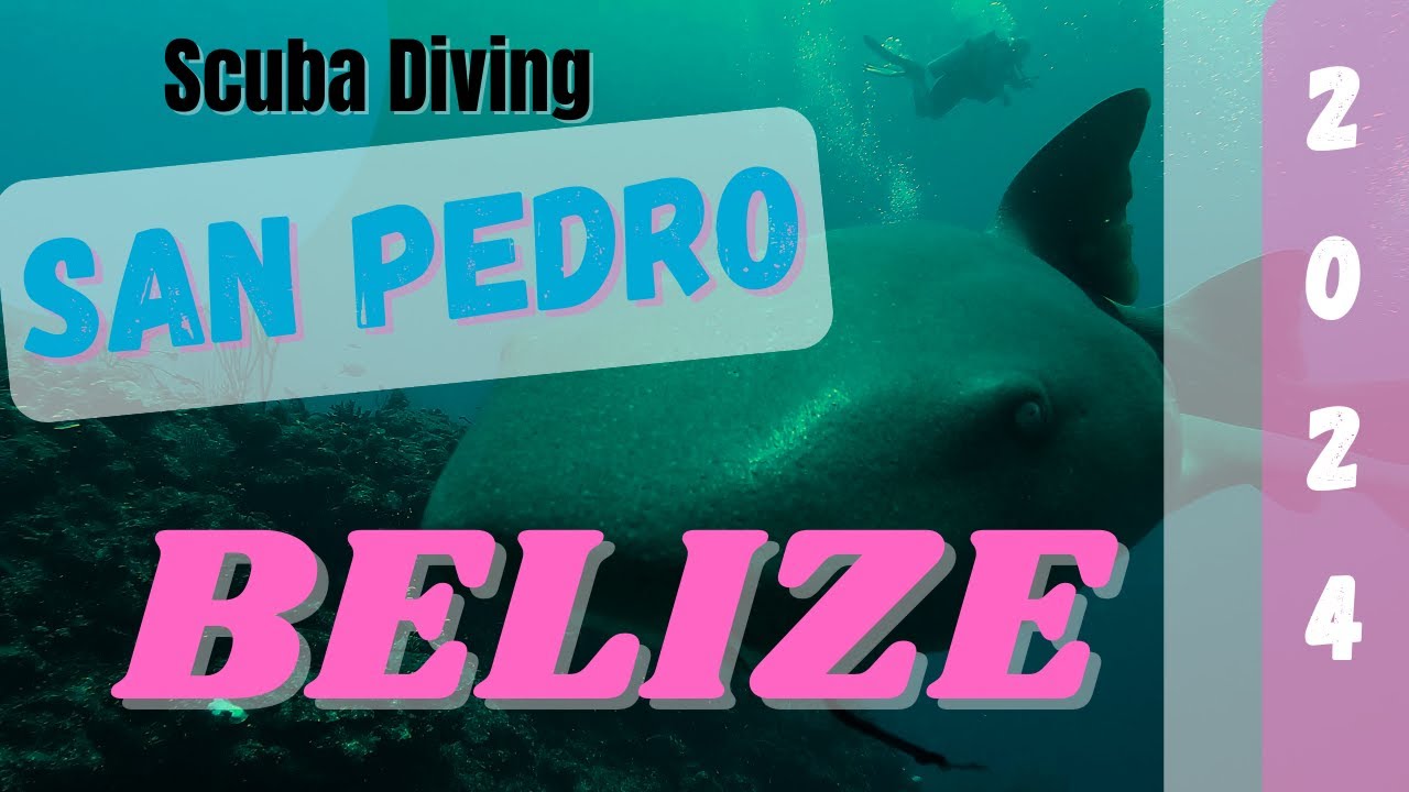 Surrounded By Sharks in San Pedro, Belize!