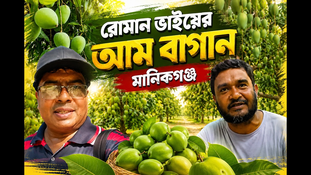 #রোমান ভাইয়ের আমবাগান# রোমান ভাইয়ের আমবাগান মানিকগঞ্জ# Roman vier aam bagan#আম বাগান মানিকগঞ্জ