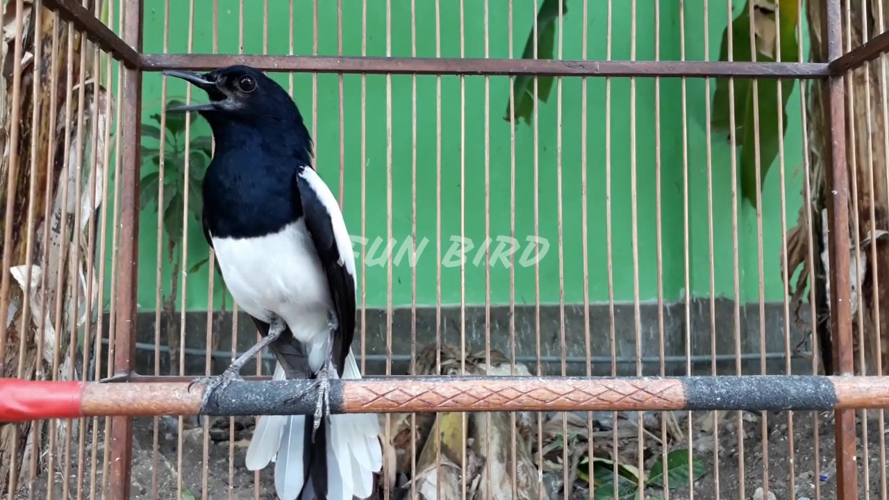 dijamin nyaut gacor dan emosi dengan pancingan kacer yang satu ini